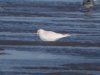 Black-headed Gull at Wakering Stairs (Steve Arlow) (67103 bytes)